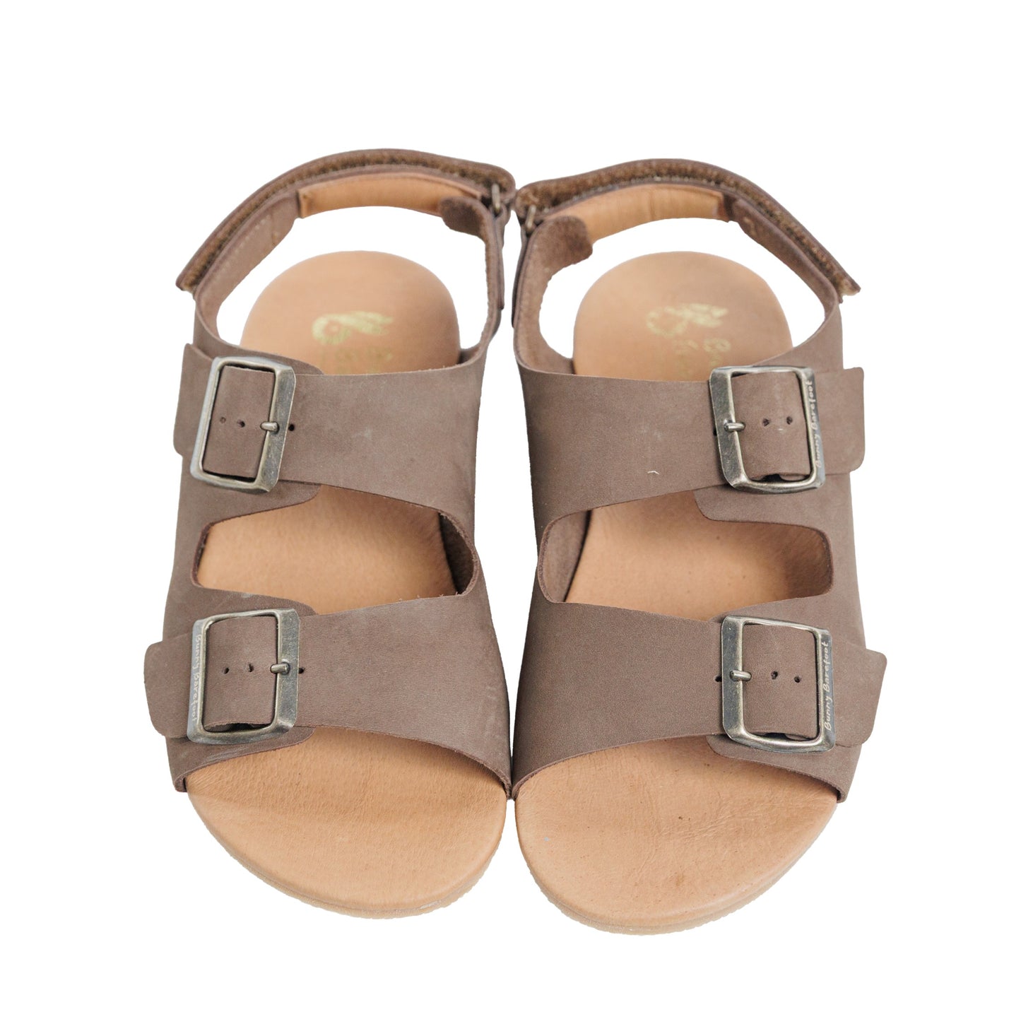 Caranguejo Barefoot Moca (Adultos)